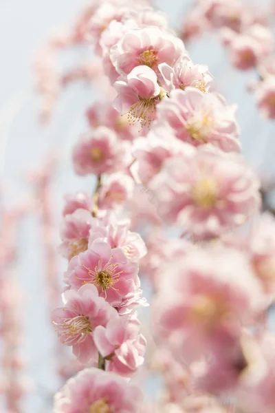 Pink plum blossom — Stock Photo, Image