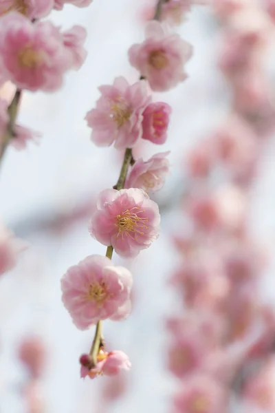 Rosa plum blossom — Stockfoto