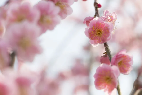 Pink plum blossom — Stock Photo, Image