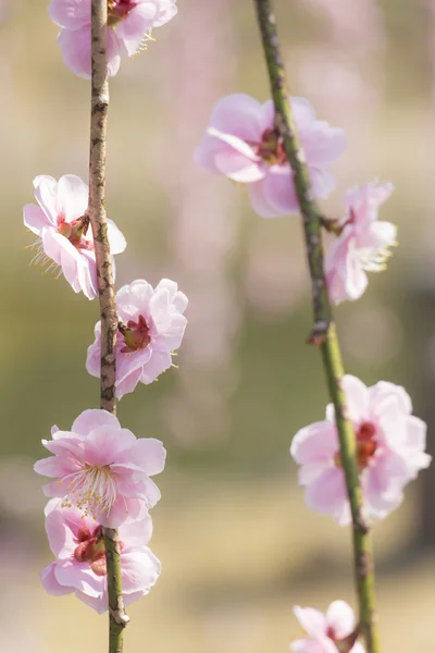 Rosa Pflaumenblüte — Stockfoto