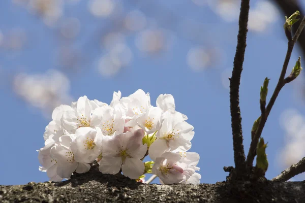 桜の花 — ストック写真