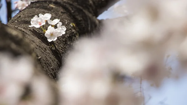 Cherry blossom flowers — Stock Photo, Image