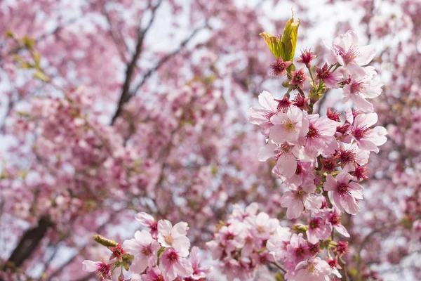 Cherry blossom blommor — Stockfoto