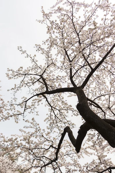 Cherry blossom blommor — Stockfoto