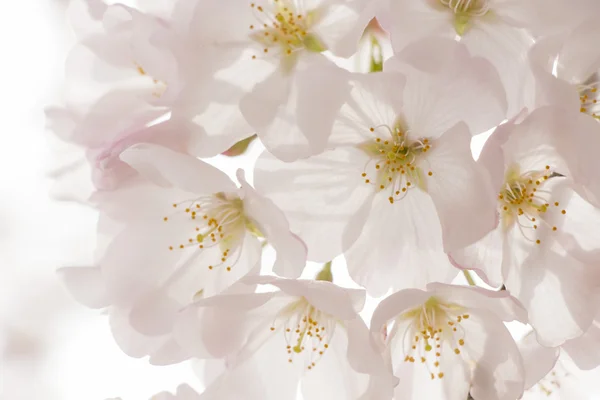 Cherry blossom flowers — Stock Photo, Image