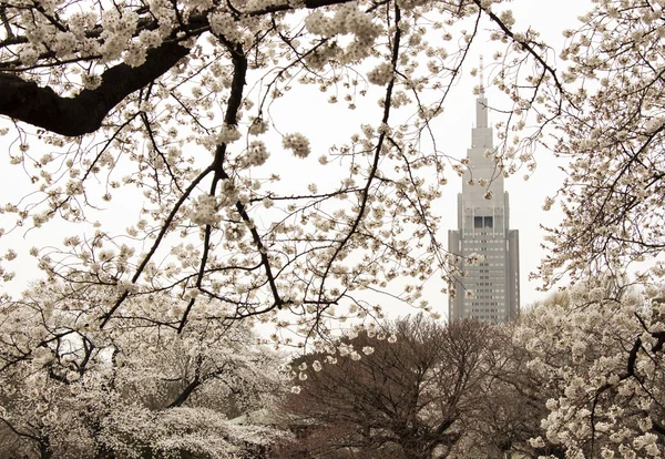 桜の花 — ストック写真