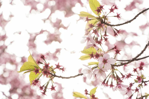 Cherry blossom flowers — Stock Photo, Image