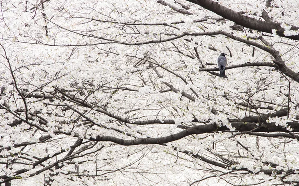 Crow and cherry blossom — Stock Photo, Image