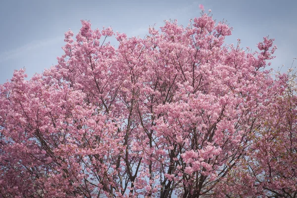 Japanska körsbär blommar — Stockfoto