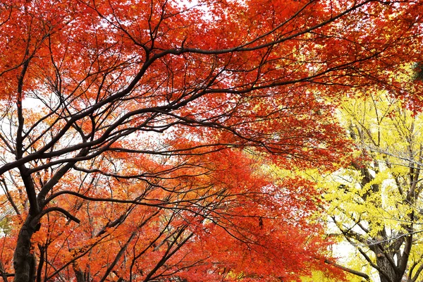 Hojas de arce de otoño — Foto de Stock