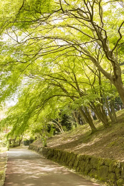 Árboles verdes — Foto de Stock