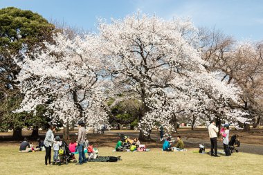 Tokyo 'da sakura, Japonya
