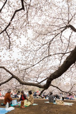 Tokyo 'da sakura, Japonya