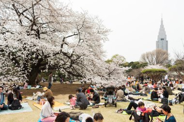 Tokyo 'da sakura, Japonya