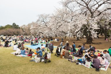 Tokyo 'da sakura, Japonya