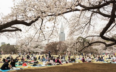 Tokyo 'da sakura, Japonya