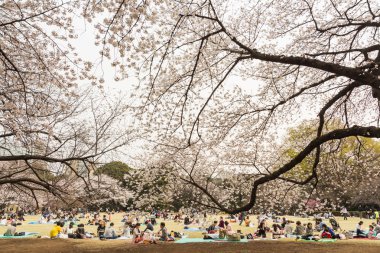 Tokyo 'da sakura, Japonya