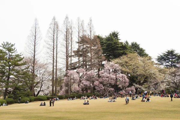 Sakura στο tokyo, Ιαπωνία — Φωτογραφία Αρχείου