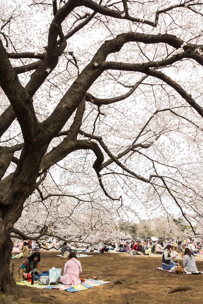 Sakura in tokyo, Japón — Foto de Stock