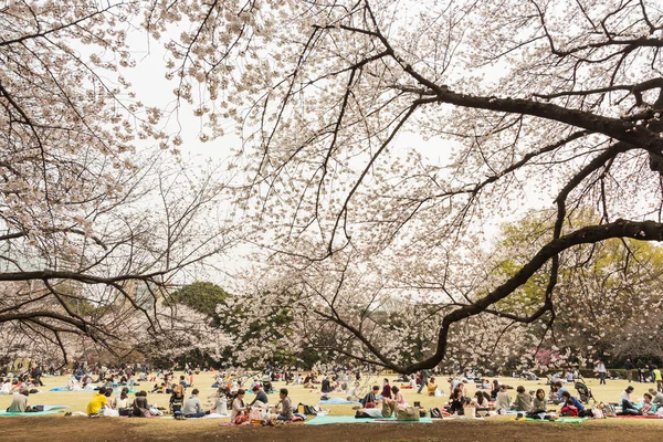 日本の東京の桜 — ストック写真