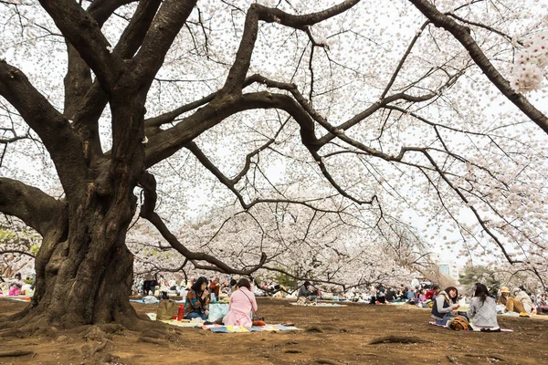日本の東京の桜 ストック画像