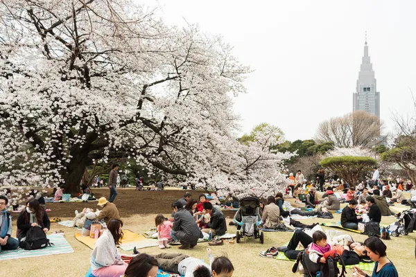 日本の東京の桜 ストック画像