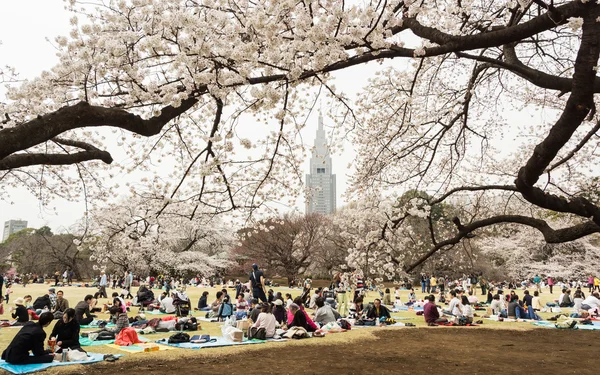 日本の東京の桜 ロイヤリティフリーのストック写真