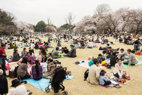 日本の東京の桜 ストック写真