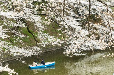 Tokyo 'da sakura, Japonya