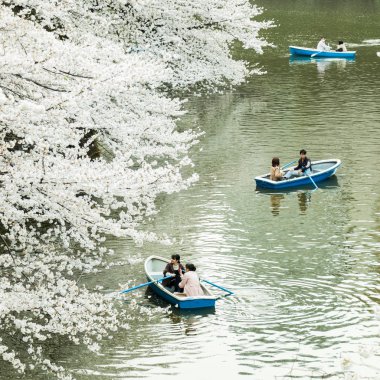 Tokyo 'da sakura, Japonya