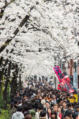 Tokyo 'da sakura, Japonya