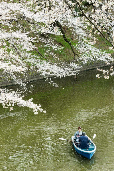 Sakura in tokyo, Japón — Foto de Stock