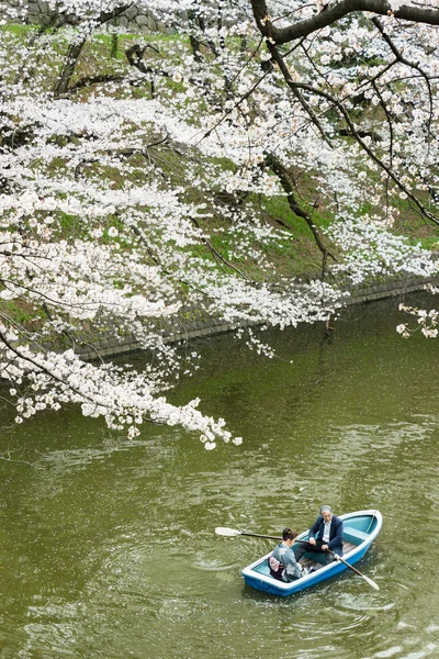 Sakura in Tokyo, Japan — Stock Photo, Image