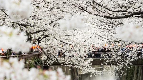 Sakura în Tokyo, Japonia — Fotografie, imagine de stoc