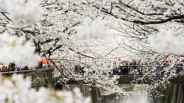 Sakura στο tokyo, Ιαπωνία — Φωτογραφία Αρχείου