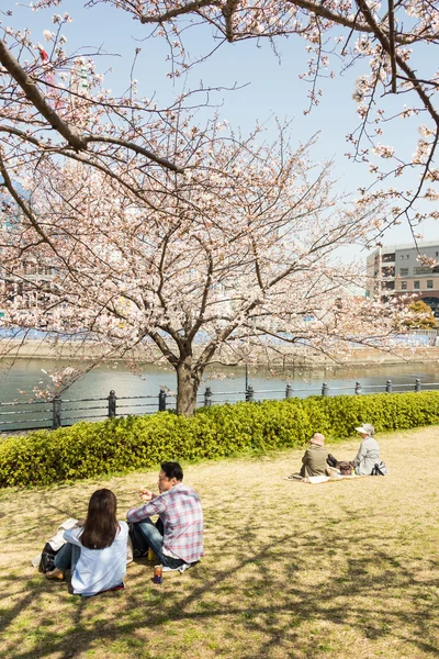 樱花在日本横滨 — 图库照片