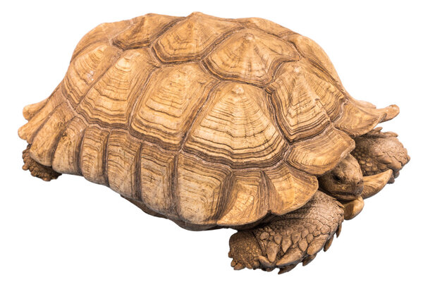 Большая Сейшельская черепаха
