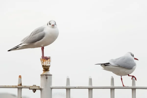White bird seagulls — Stock Photo, Image