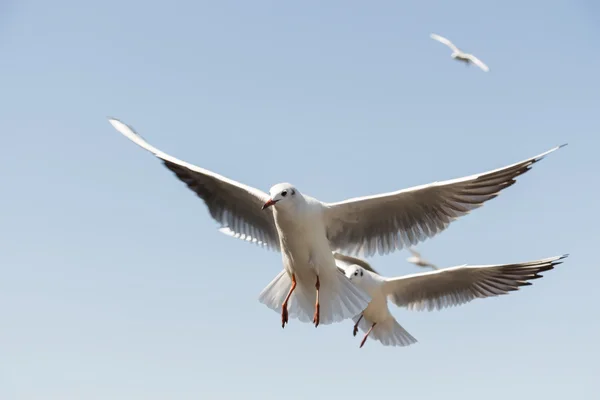 Mouettes blanches d'oiseaux — Photo