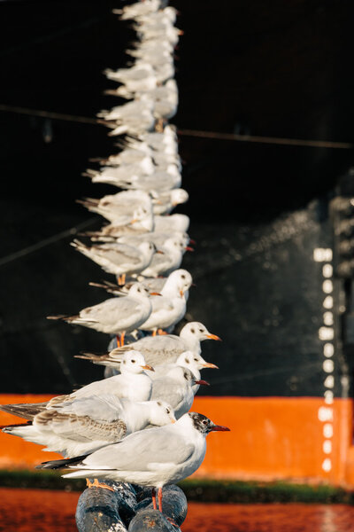 White bird seagulls