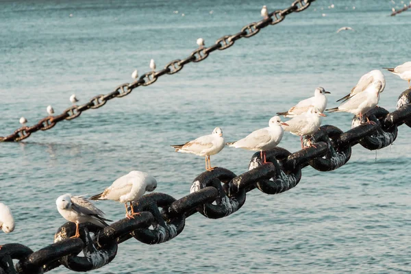 Mouettes blanches d'oiseaux — Photo