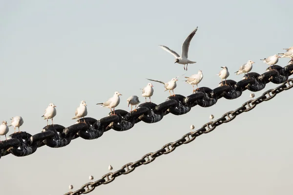Mouettes blanches d'oiseaux — Photo