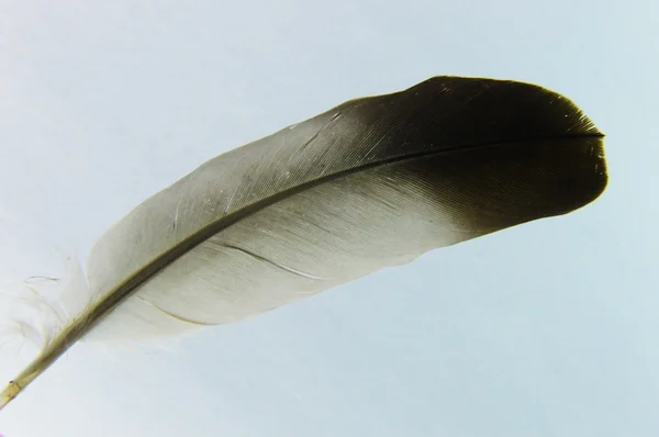 Pena de pombo — Fotografia de Stock