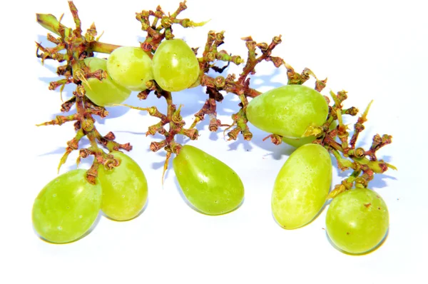 Druiven op wijnstok — Stockfoto