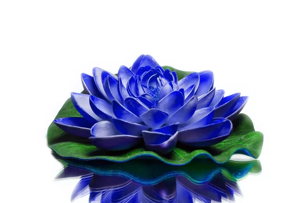 Blue lotus — Stock Photo, Image