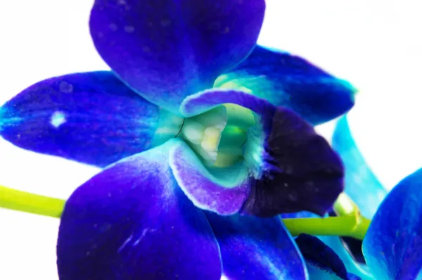 Single orchid flower — Stock Photo, Image