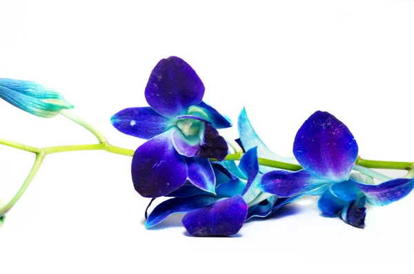 Orchid branch — Stock Photo, Image