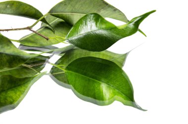 arkadan aydınlatmalı yeşil yaprakları