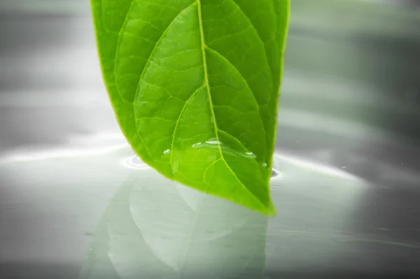 Leaf reflection in water — Stock Photo, Image