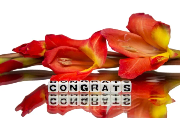 Gratulálok piros virágokkal — Stock Fotó